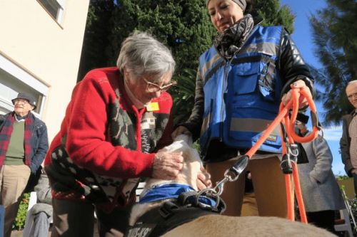 Actividad solidaria Social Animals 2